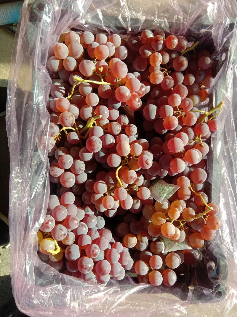 精品龙眼葡萄，已经大量上市，量大质优，可供货到春节！