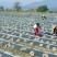 地膜农用黑白相间地膜双白单白地膜瓜果蔬菜专用膜