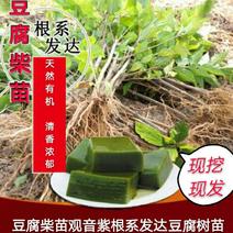 富强生态农业长叶花边大叶豆腐树苗品质保证