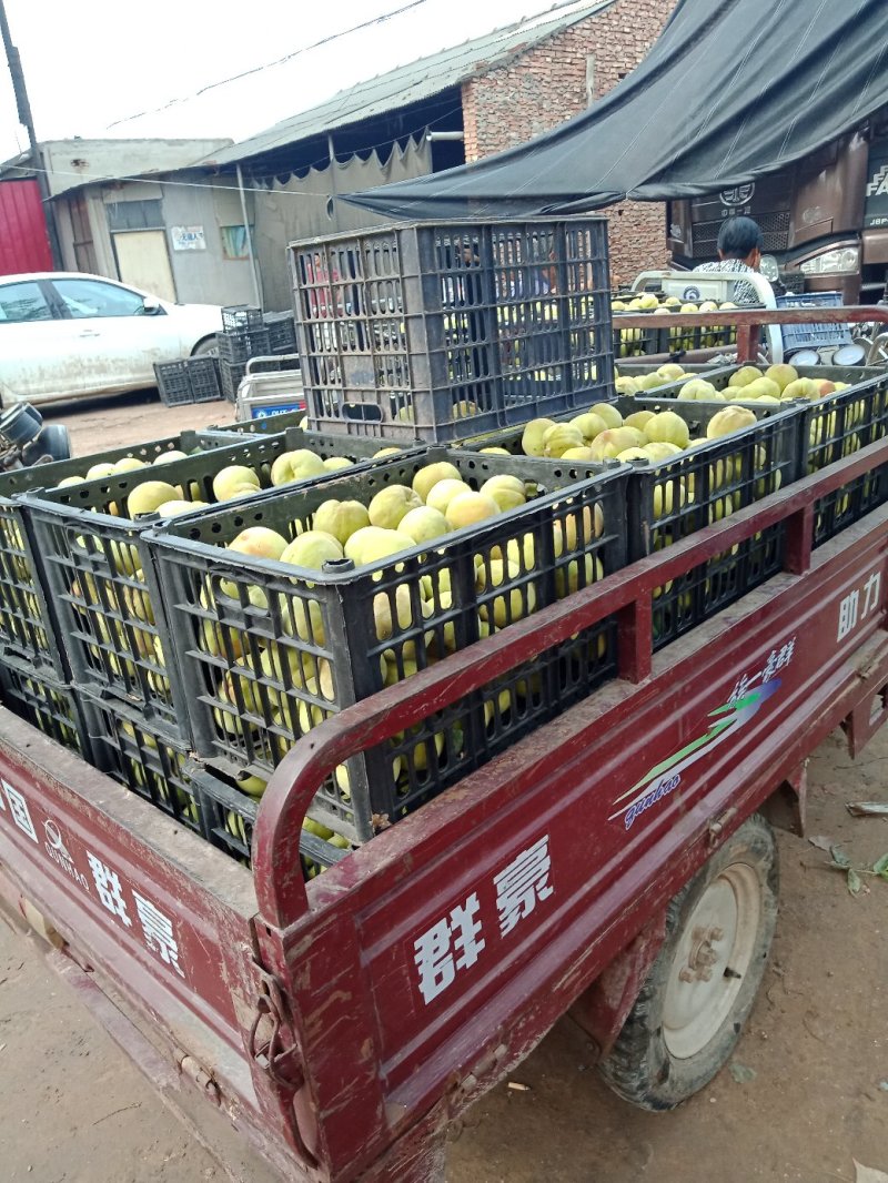 突围罐头果罐头桃毛桃北京14号久保罐头桃毛桃桃子加工桃