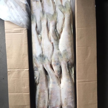 雪龙鱼（梭鲈鱼）