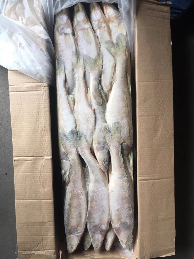 雪龙鱼（梭鲈鱼）