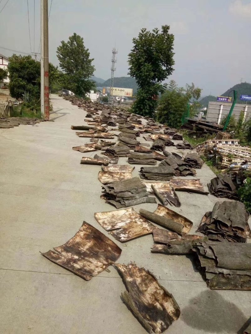 杜仲