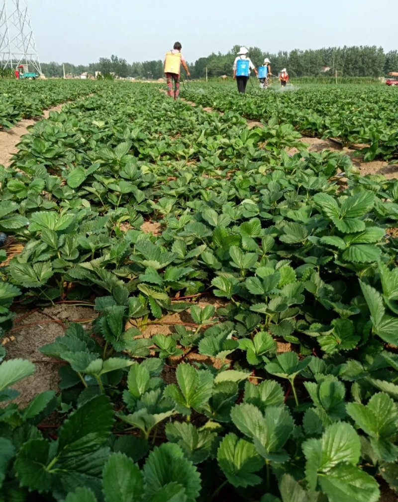 红颜草莓苗四叶一心大叶红颜草莓苗红颜068现挖苗