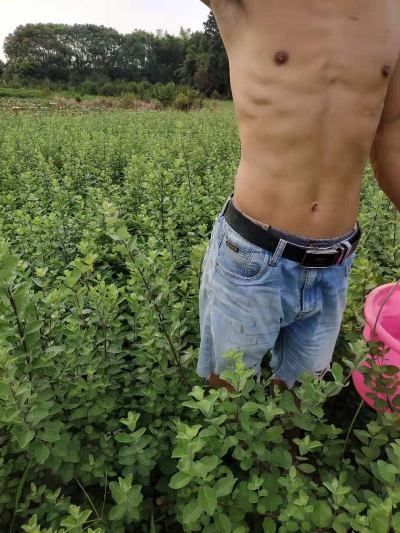 蔓荆子苗
