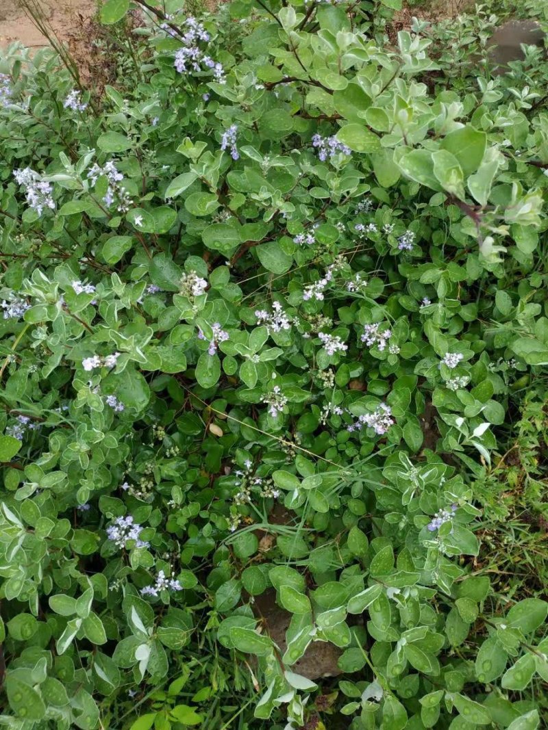 蔓荆子苗