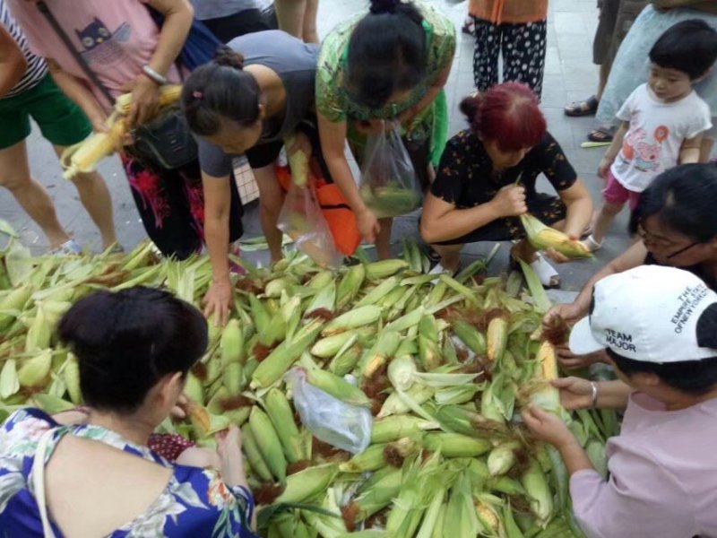 陕西嫩玉米棒（秦农十四，户丹四）