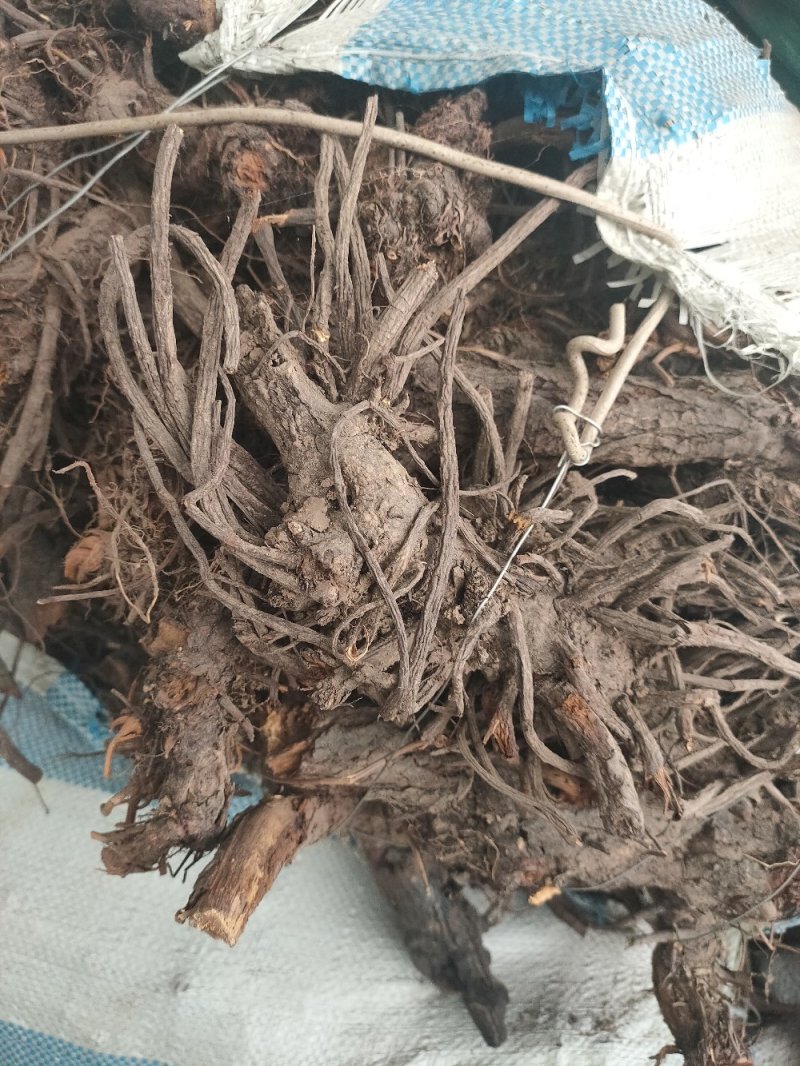 地榆干货