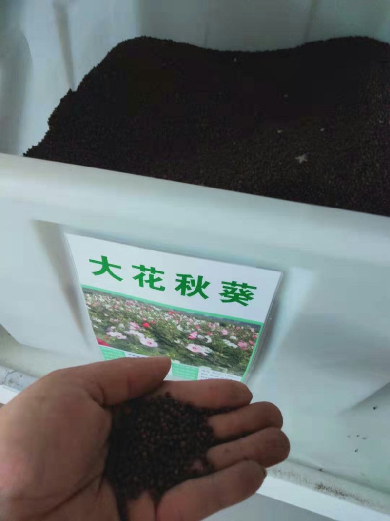大花秋葵种子芙蓉葵花籽草芙蓉花卉种子混色景观花海种植