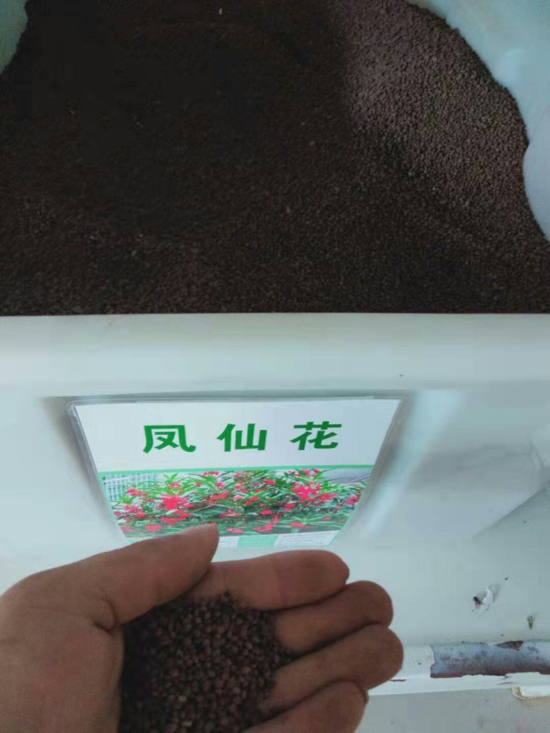 凤仙花种子指甲花种子急性子种子阳台盆栽绿植庭院花卉种子