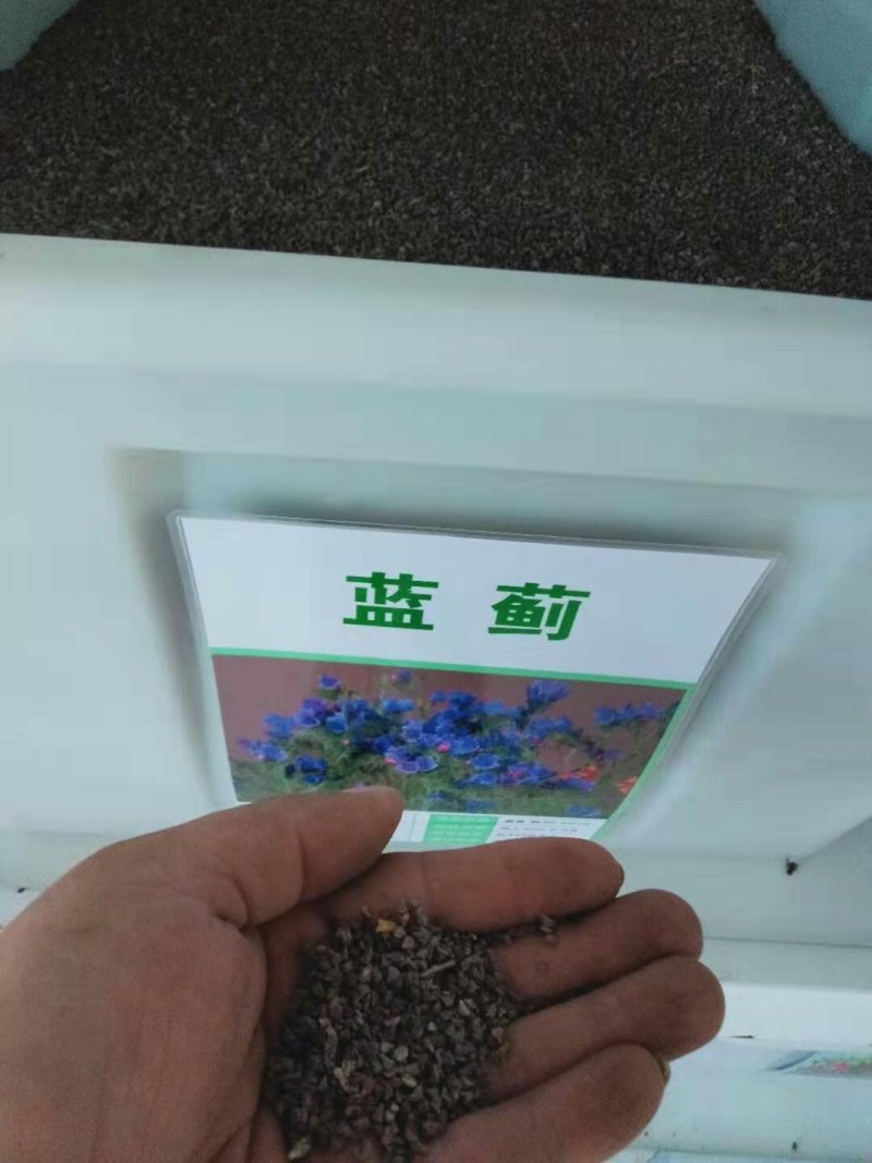 蓝蓟种子蓝刺头蓝蓟花种庭院观花种子蓝色景观花海四季花籽花