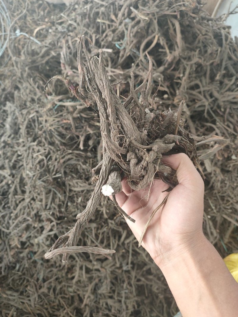 野生秦艽