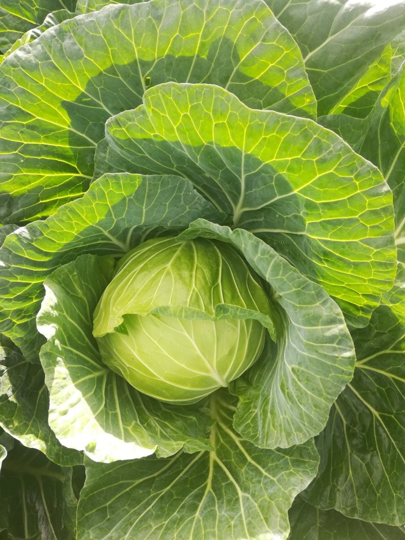 扁包菜