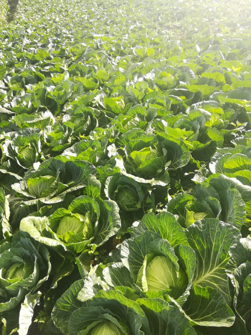 扁包菜