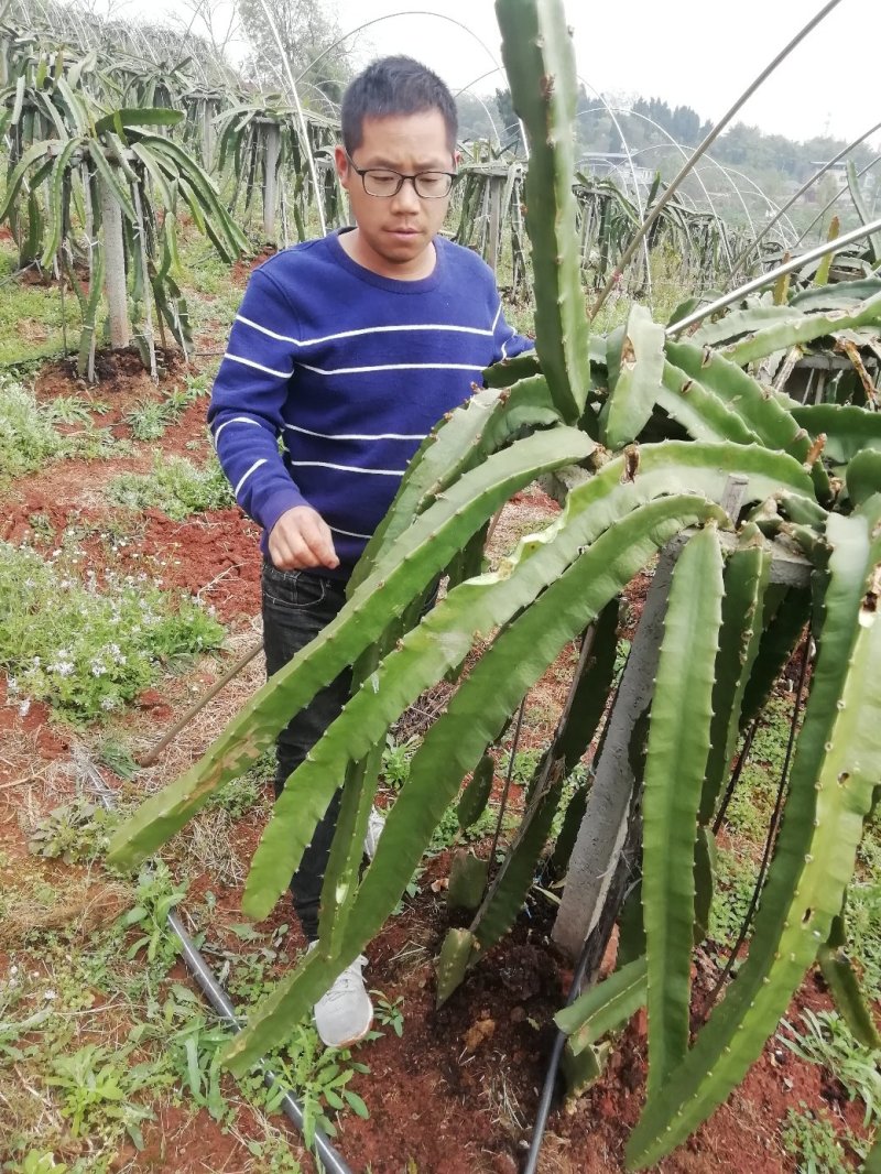 火龙果苗，软枝大红以色列黄龙