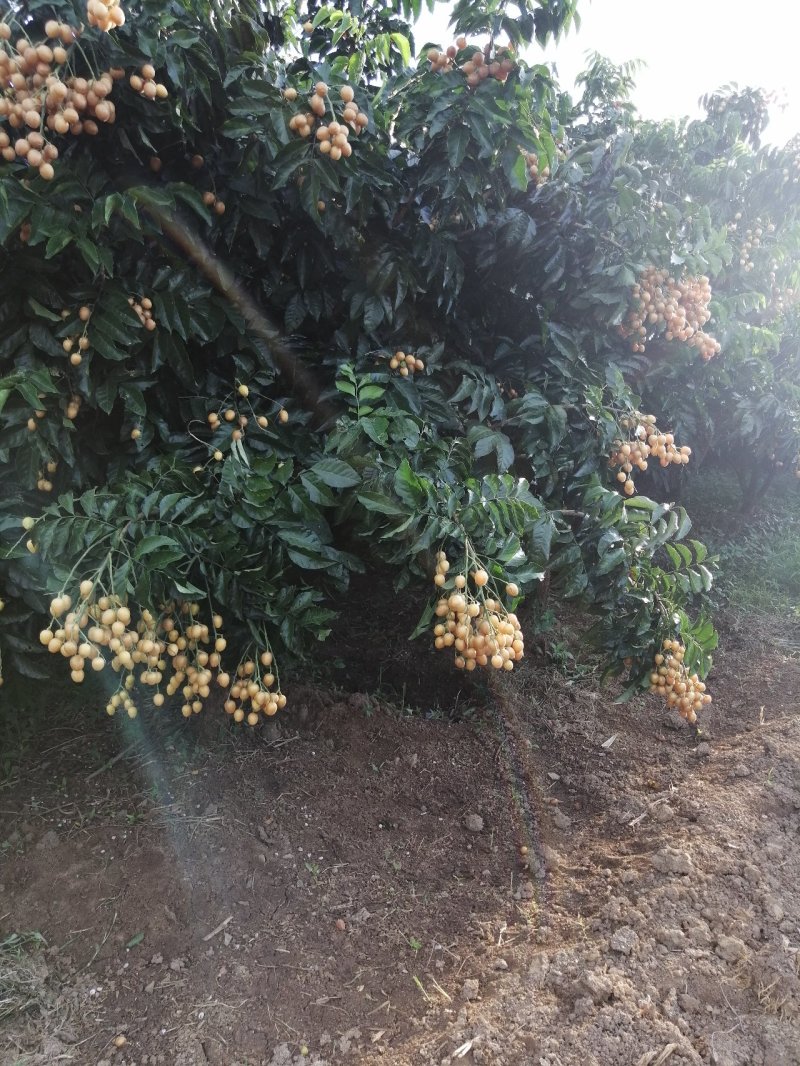 无核黄皮果