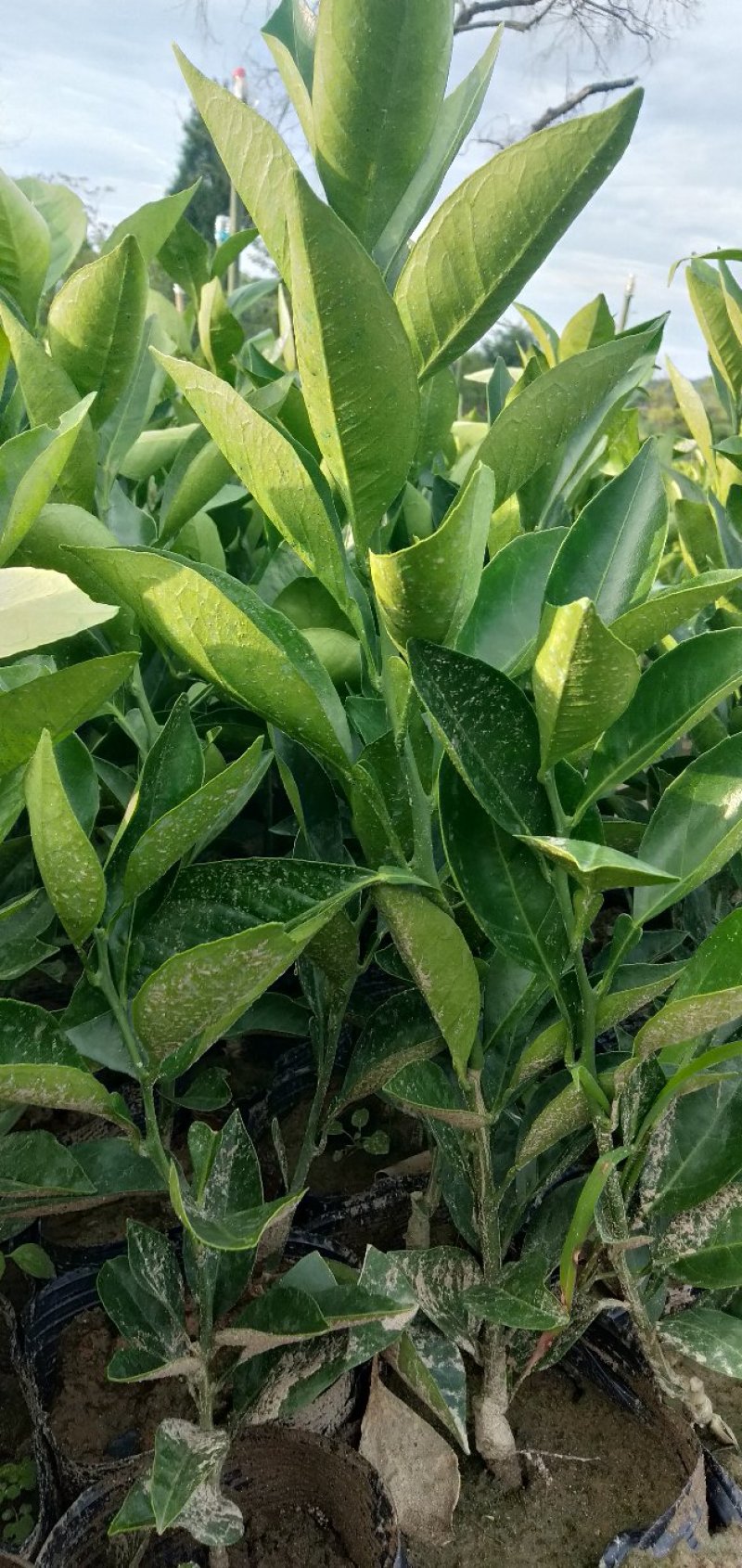 四川柑橘苗，纽荷尔脐橙杯苗，地苗各种规格出售。