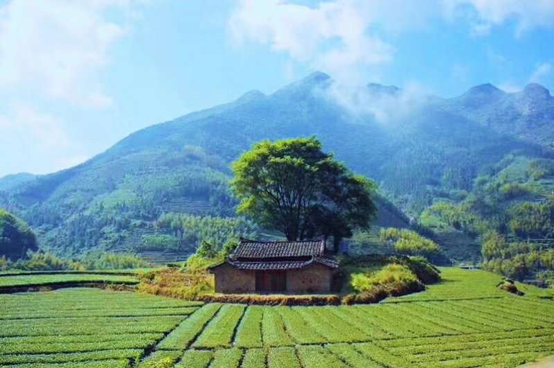 茶农家原味金骏眉新茶（黑黄相间）蜜香红茶回甘持久