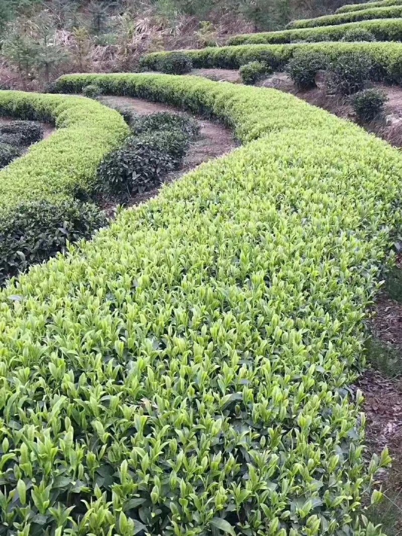 茶农家原味金骏眉新茶（黑黄相间）蜜香红茶回甘持久