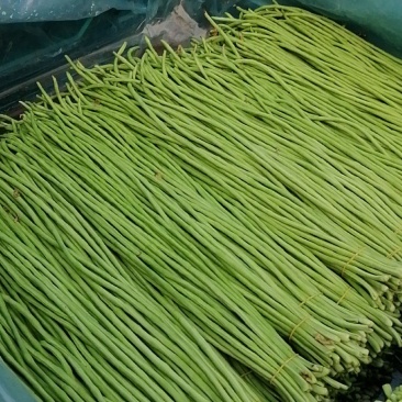 精品长豆角