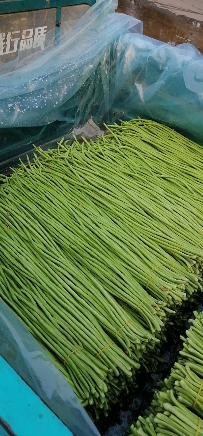 精品长豆角