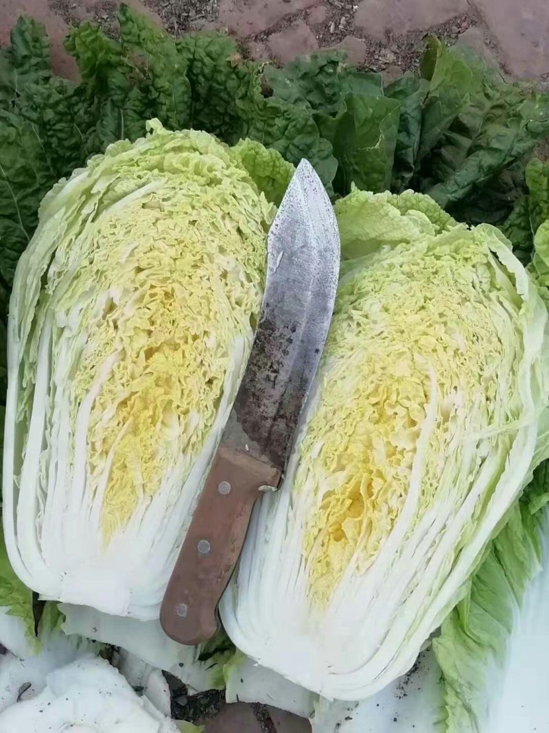 河北定州大量供应黄心白菜