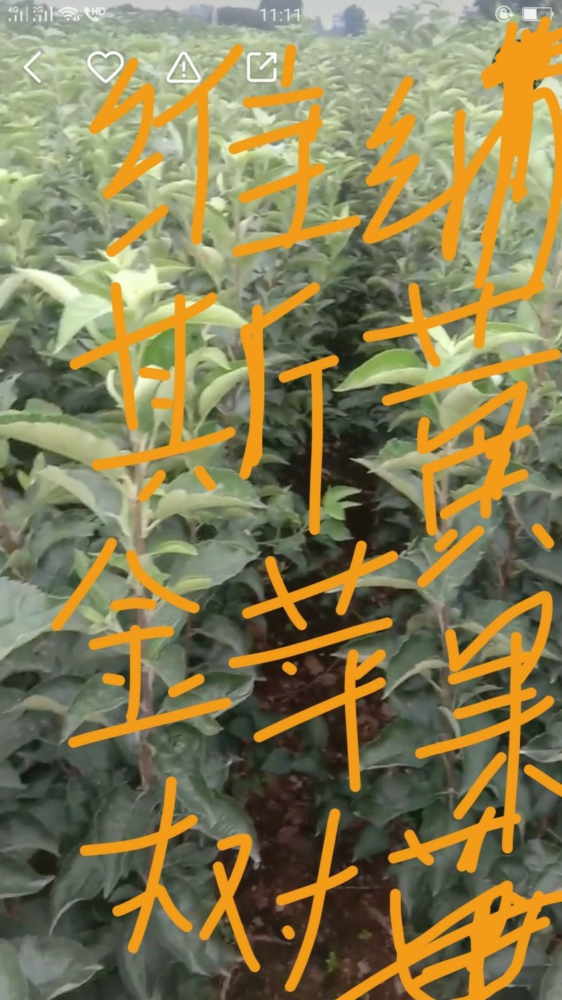维纳斯苹果树苗0.8至一公分的