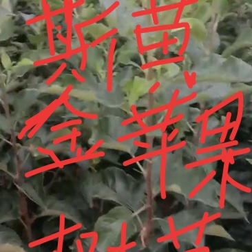 维纳斯苹果树苗0.8至一公分的