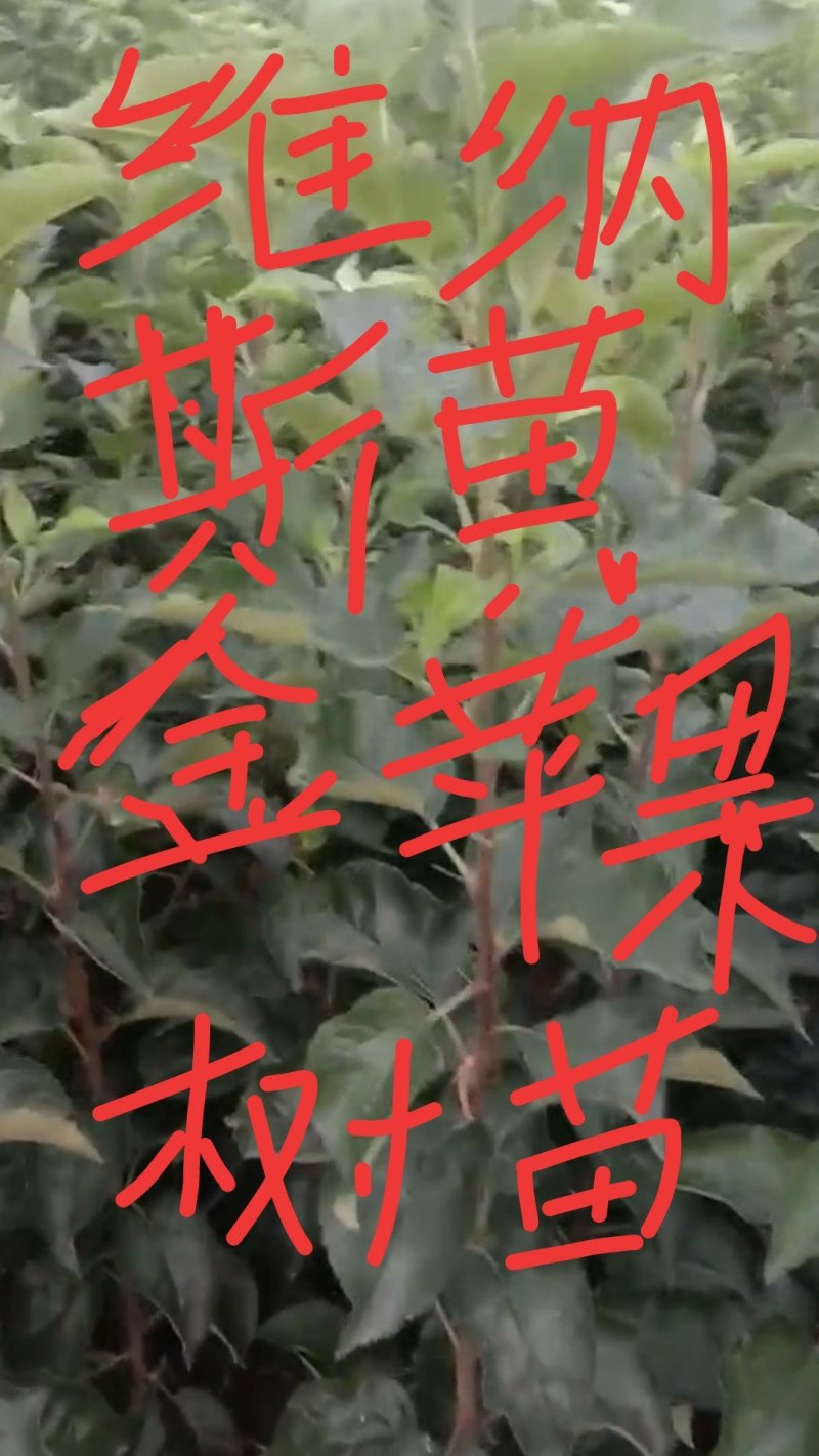 维纳斯苹果树苗0.8至一公分的