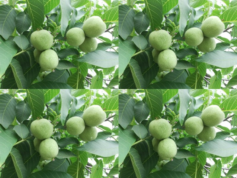 青皮核桃
