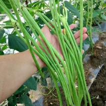 翠绿色豆角种子豇豆种子颜色好无鼠尾不鼓籽品质优