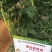 翠绿色豆角种子豇豆种子颜色好无鼠尾不鼓籽品质优