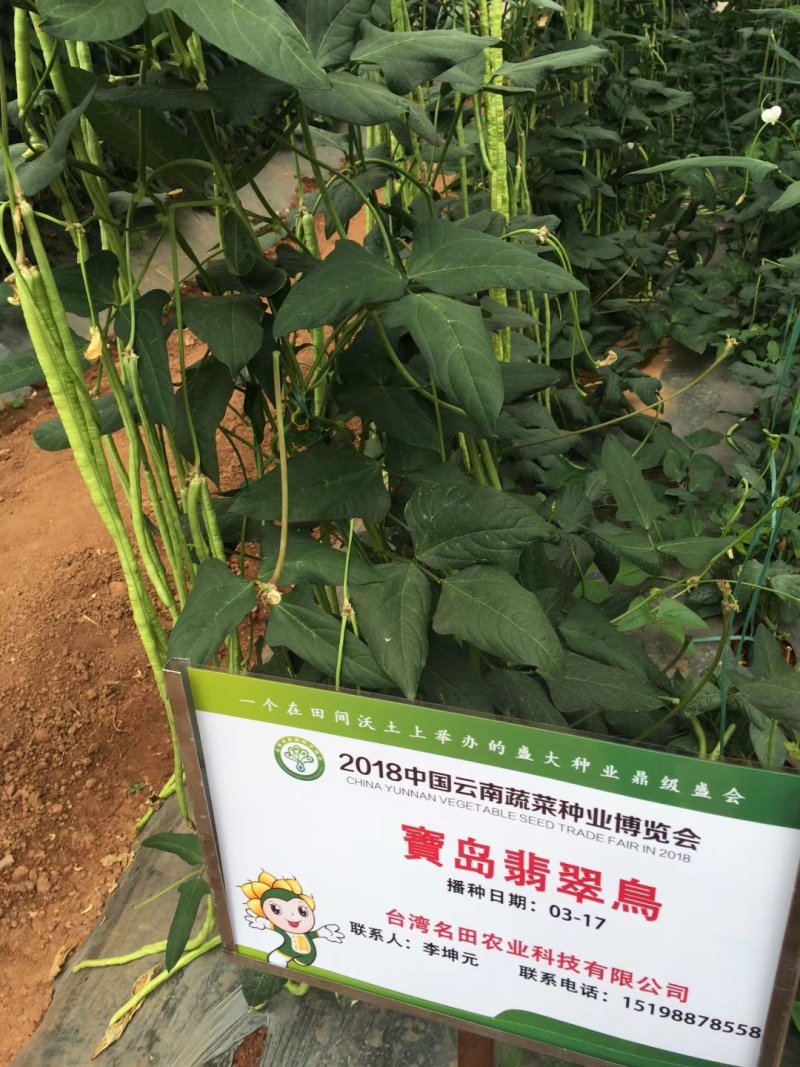 翠绿色豆角种子豇豆种子颜色好无鼠尾不鼓籽品质优