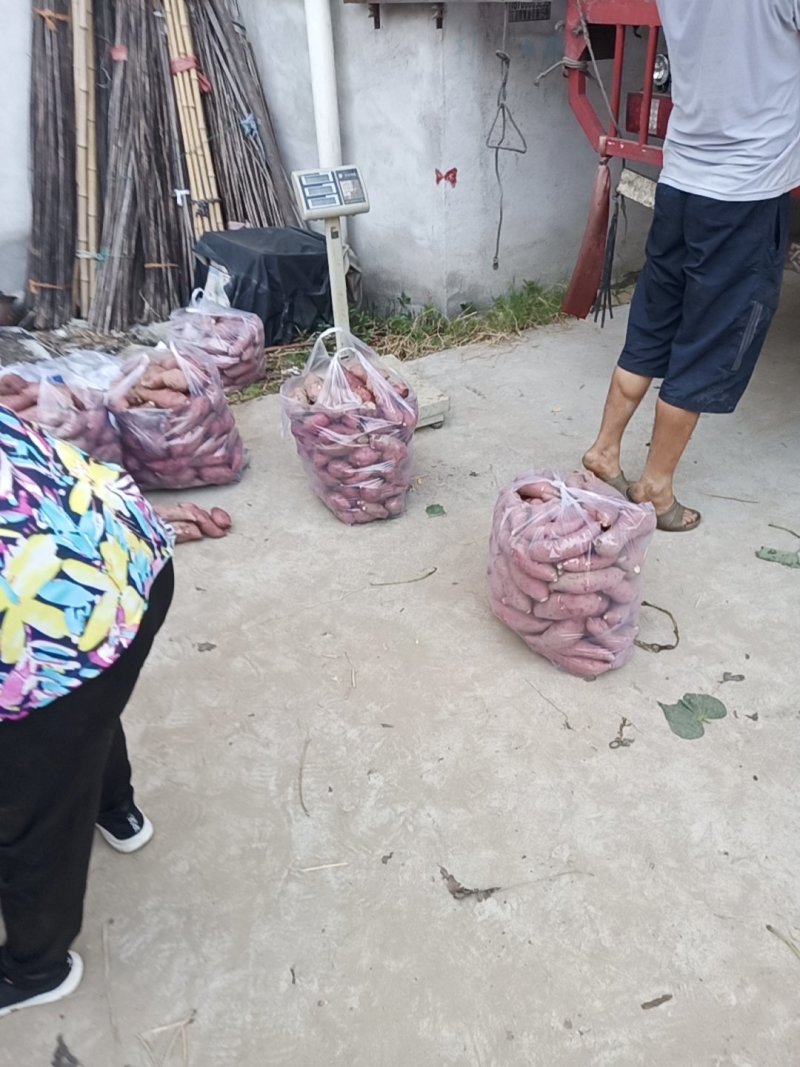 红皮红薯黄心现货3两以上面甜正在大量上市