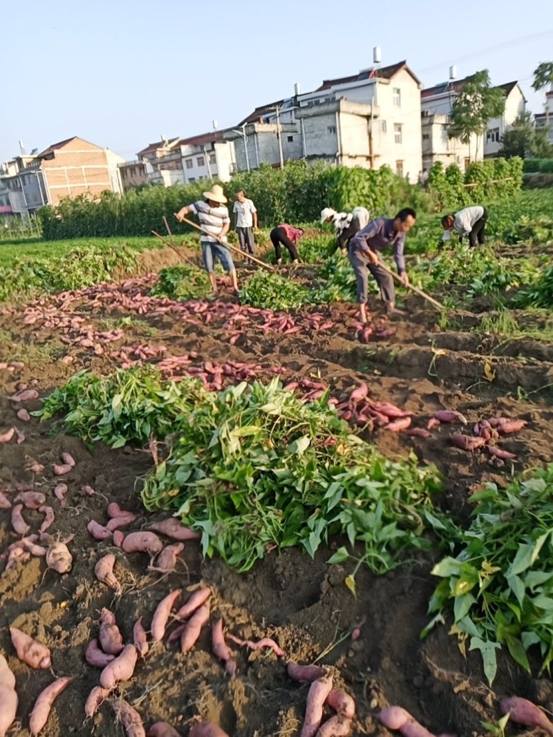 红皮红薯黄心现货3两以上面甜正在大量上市
