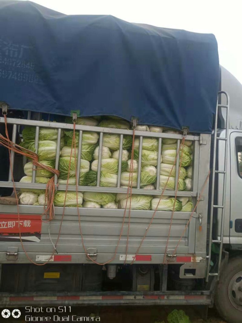 河北定州大量供应黄心白菜