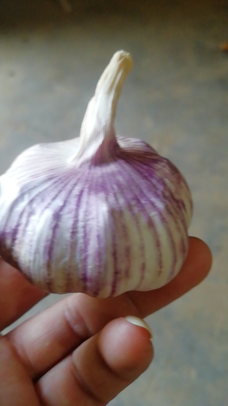 中牟紫红皮大蒜