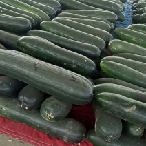 黑皮冬瓜大量上市，精品！通货！食堂货！欢迎各位新老客户前
