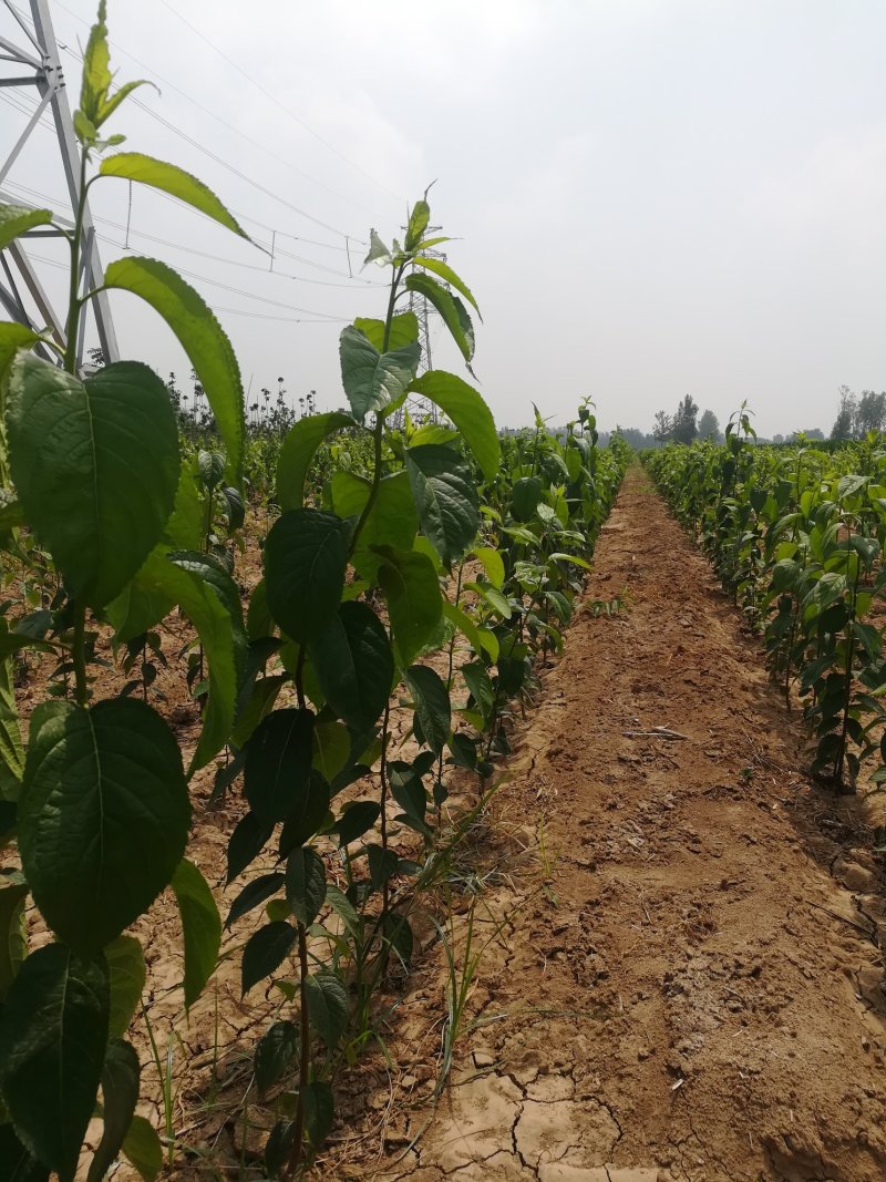 优质杜仲苗量大（河南省新乡市封丘县）