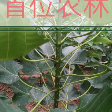 楸树苗，代办一切手续。
