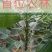楸树苗，代办一切手续。
