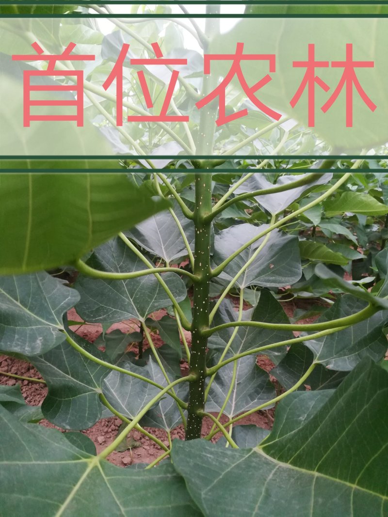 楸树苗，代办一切手续。