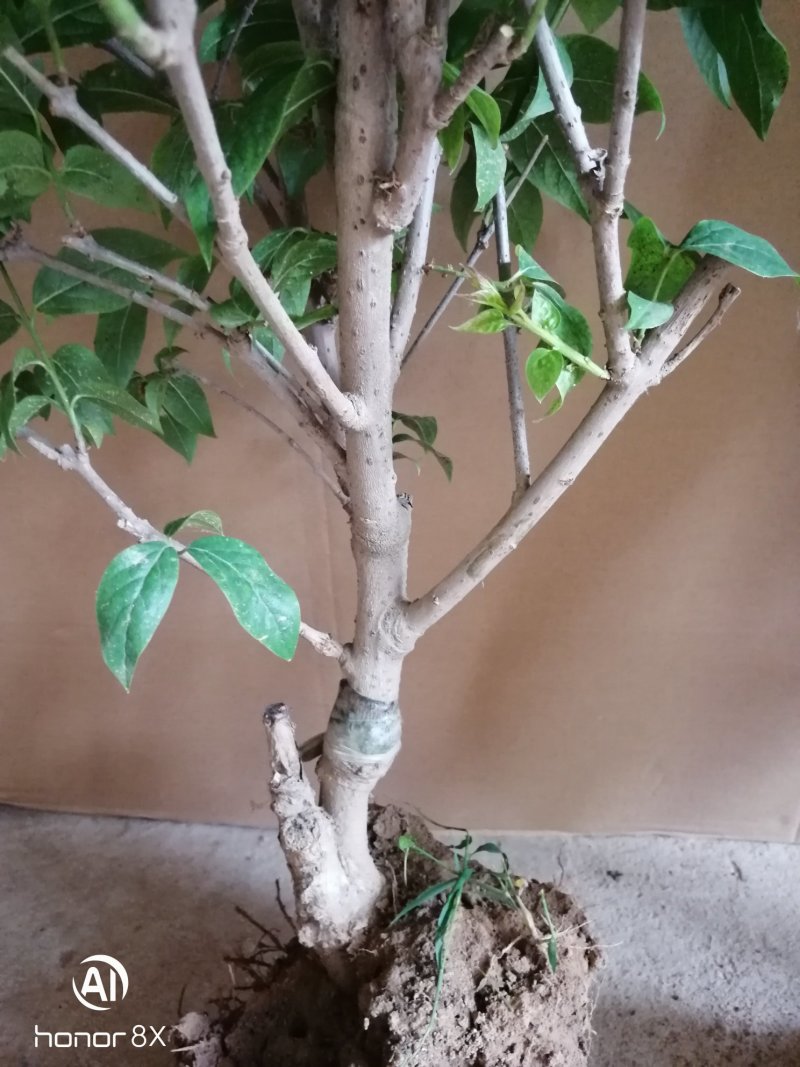 腊梅树苗，素心腊梅地栽盆栽