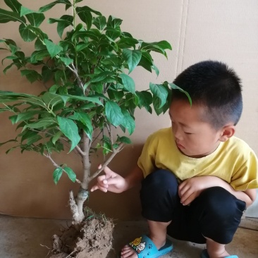 腊梅树苗，素心腊梅地栽盆栽