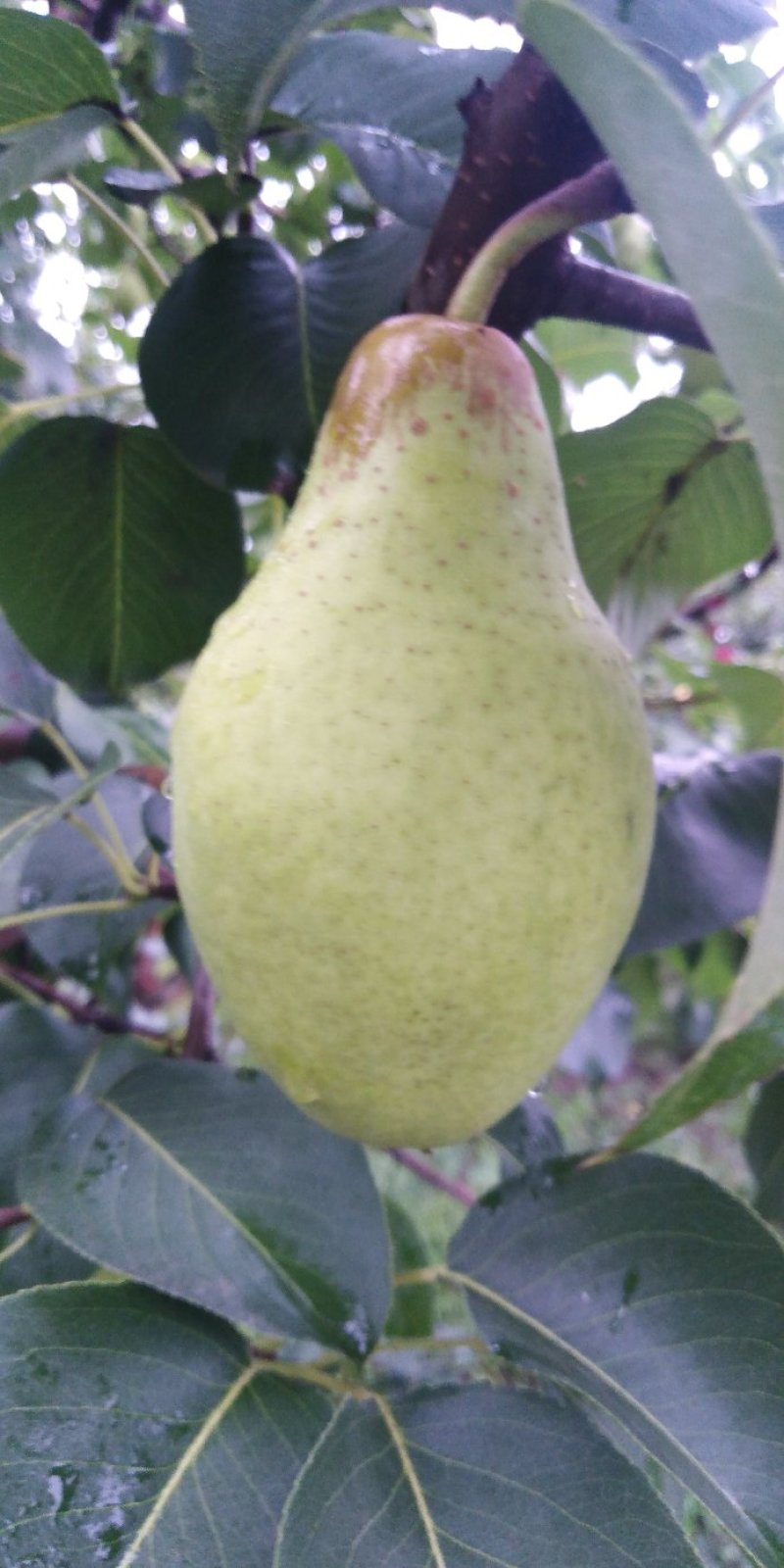 茄梨绥中茄梨大量上市