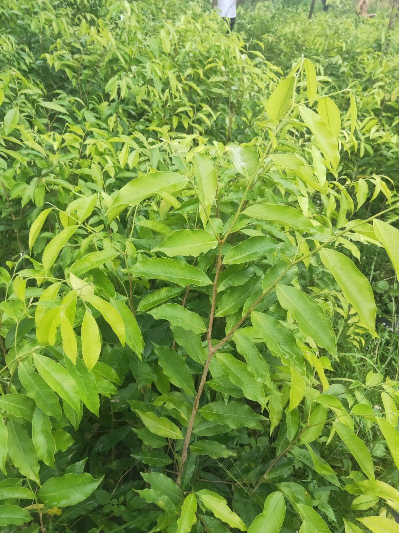 【放心苗】奇楠嫁苗沉香苗奇楠沉香黄花梨树苗购买教种植技术