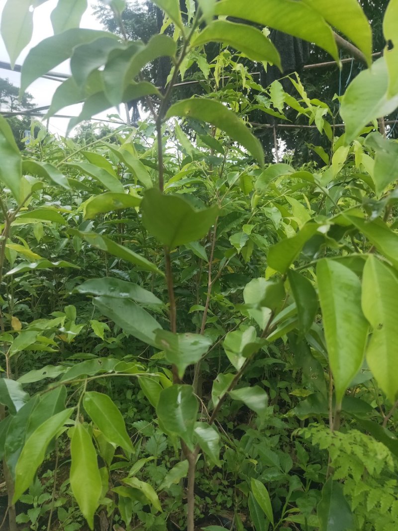 【放心苗】奇楠嫁苗沉香苗奇楠沉香黄花梨树苗购买教种植技术