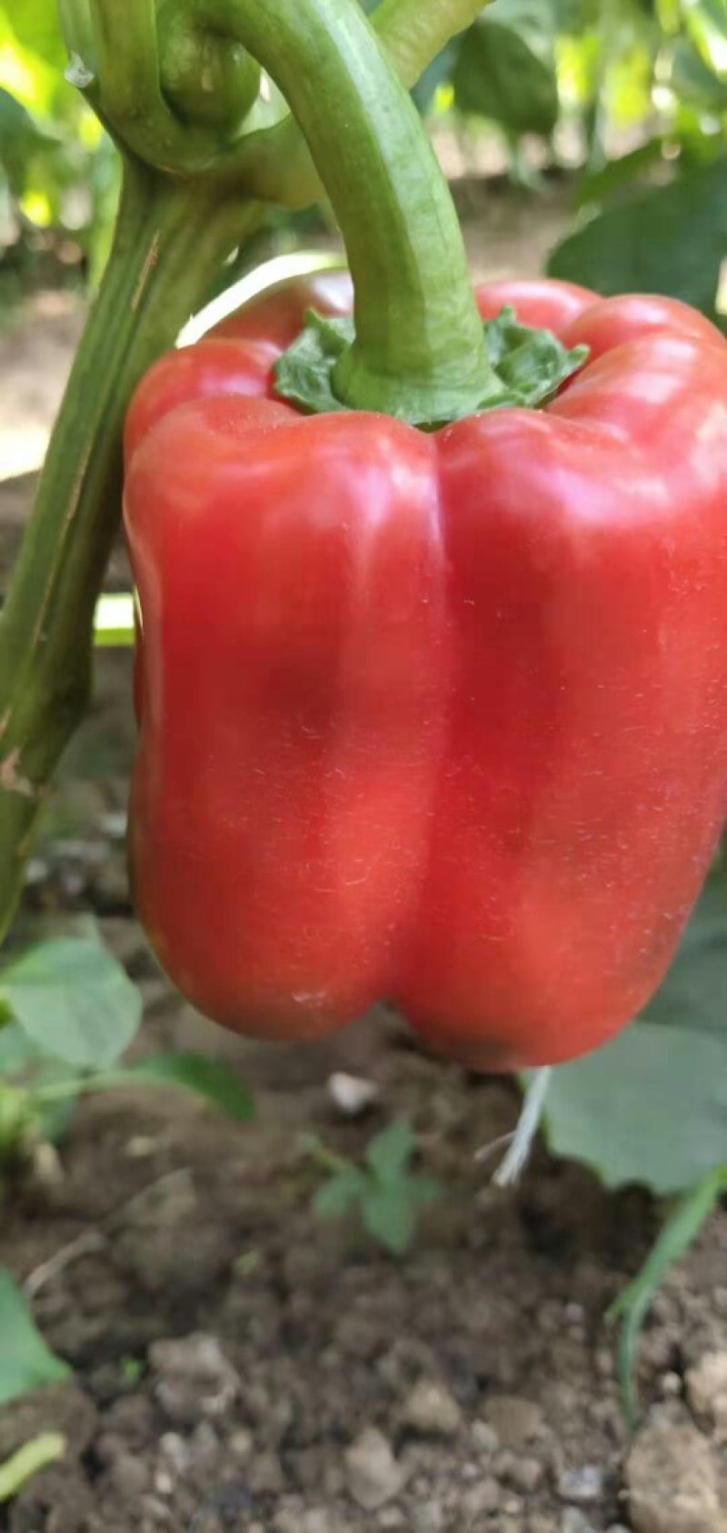 山东安丘市纯绿色优质种植的水果五彩椒