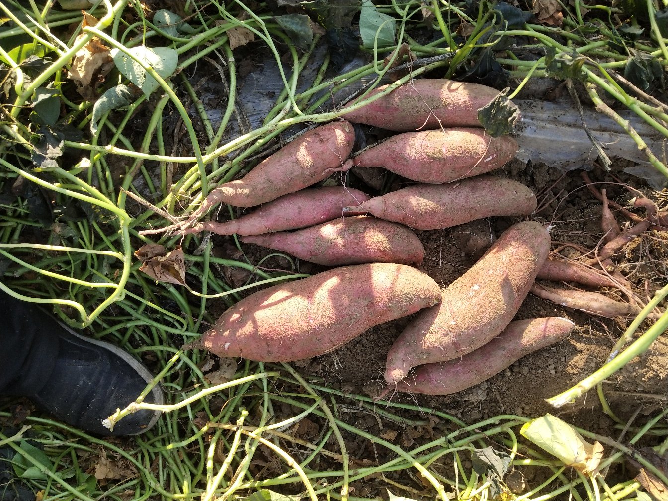 龙薯9号大薯外观展示图