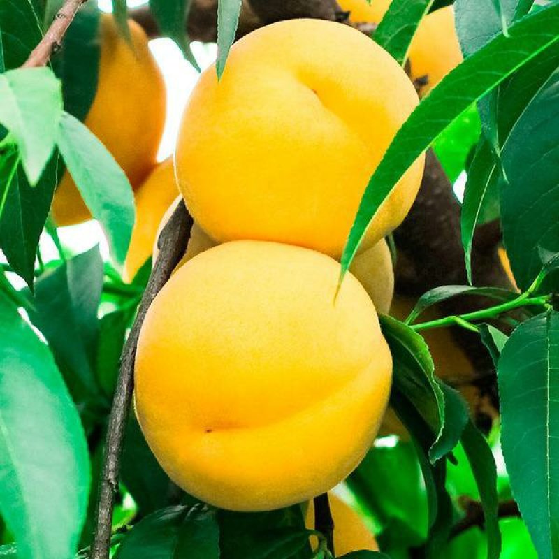 晚熟冬黄桃11月上市新品种！现挖现发，包技术指导
